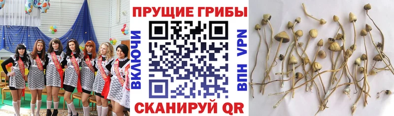 где купить наркотик  Первомайск  маркетплейс телеграм  Псилоцибиновые грибы прущие грибы 
